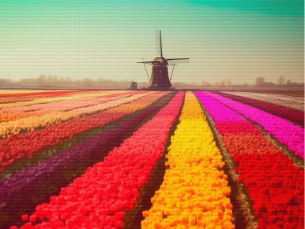 Dutch Tulip Fields in Spring Sale - Image 5