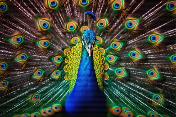 Proud Powerful Peacock Online - Image 5